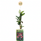 Lonicera periclymenum 'Serotina' (chèvrefeuille) – violet-jaune – 2 plantes, Ø9 cm, 35 cm de haut