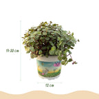 4× Callisia repens i Potter-sirligpotte grå – Ø12 cm, 17–20 cm høj
