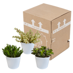 Crassula-Mix (Jade-Pflanze) im weißen Topf – Ø 11 cm, 21 cm hoch