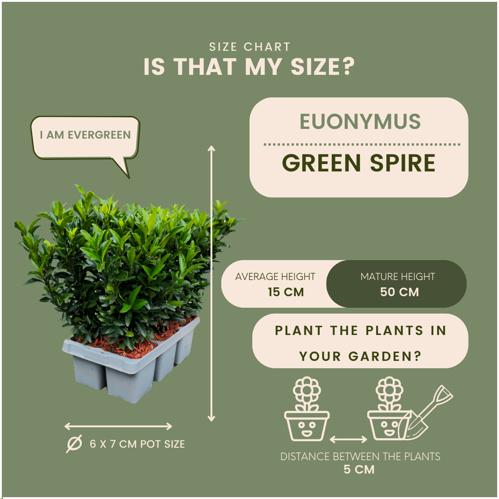 Euonymus 'Green Spire' (burning bush) – 24 plants, Ø7 cm, 15 cm high – art. 37807 – photo 4