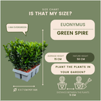 Euonymus 'Green Spire' (burning bush) – 24 plants, Ø7 cm, 15 cm high – art. 37807