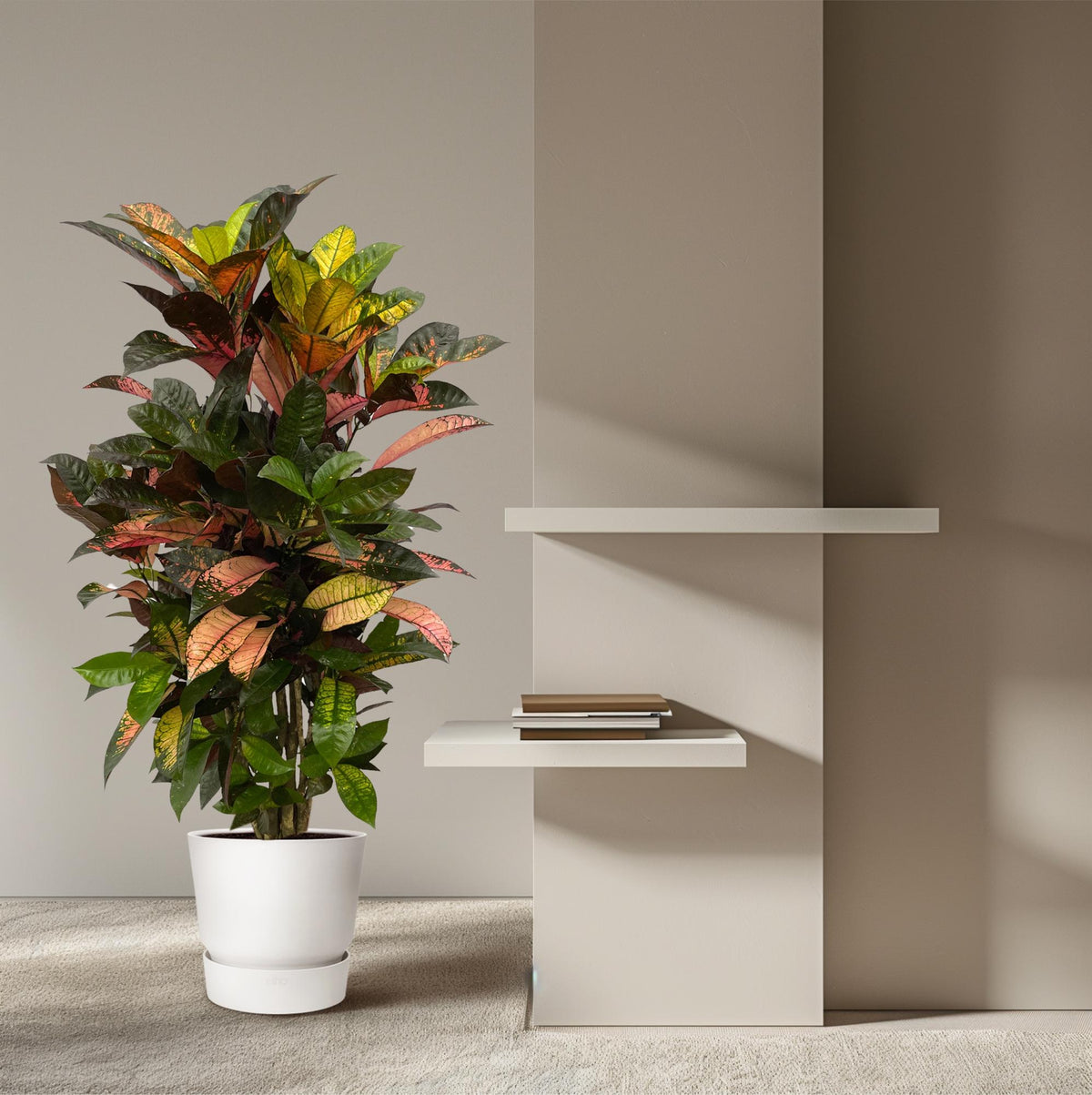Kroton (Codiaeum) – Ø24 cm, 100 cm hög – bild 4