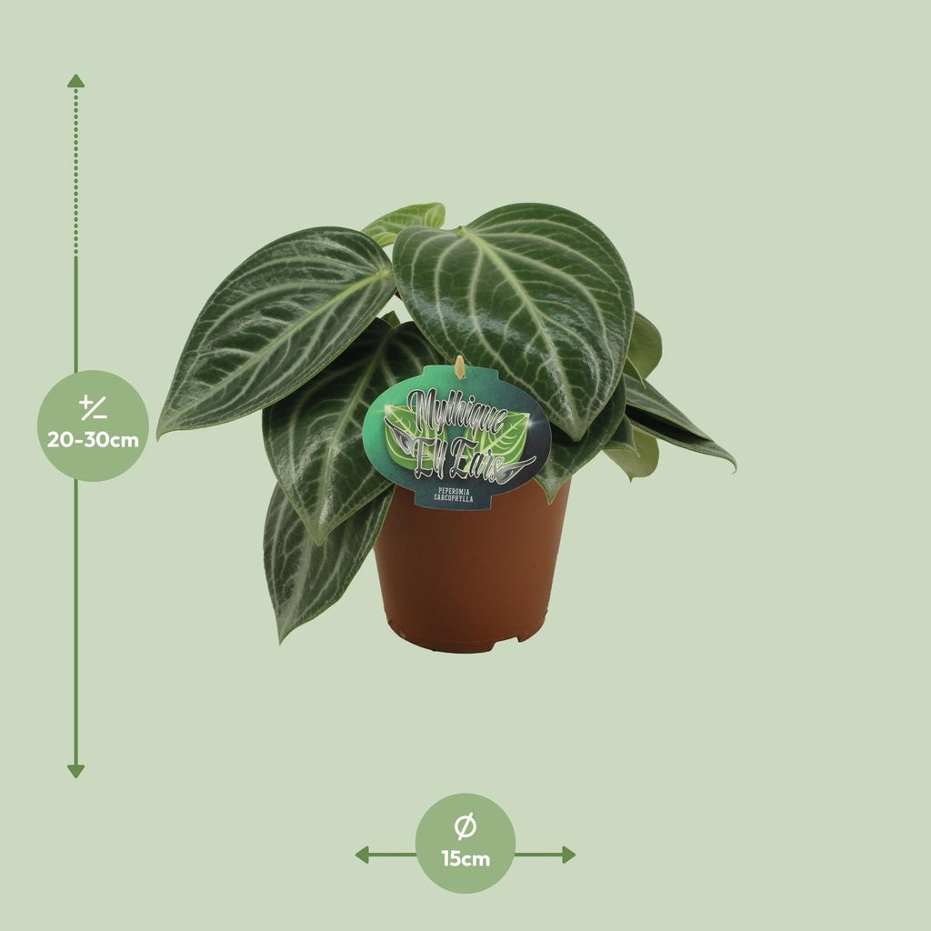 Peperomia Sarcophylla – Ø15 cm, 25 cm hoog