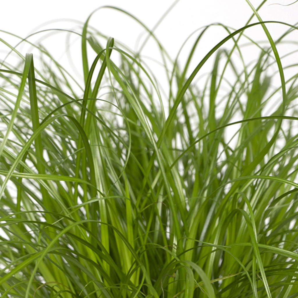 Cyperus alternifolius (cyperusgræs) – Ø12 cm, 20 cm høj