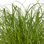 Cyperus alternifolius (cyperusgræs) – Ø12 cm, 20 cm høj