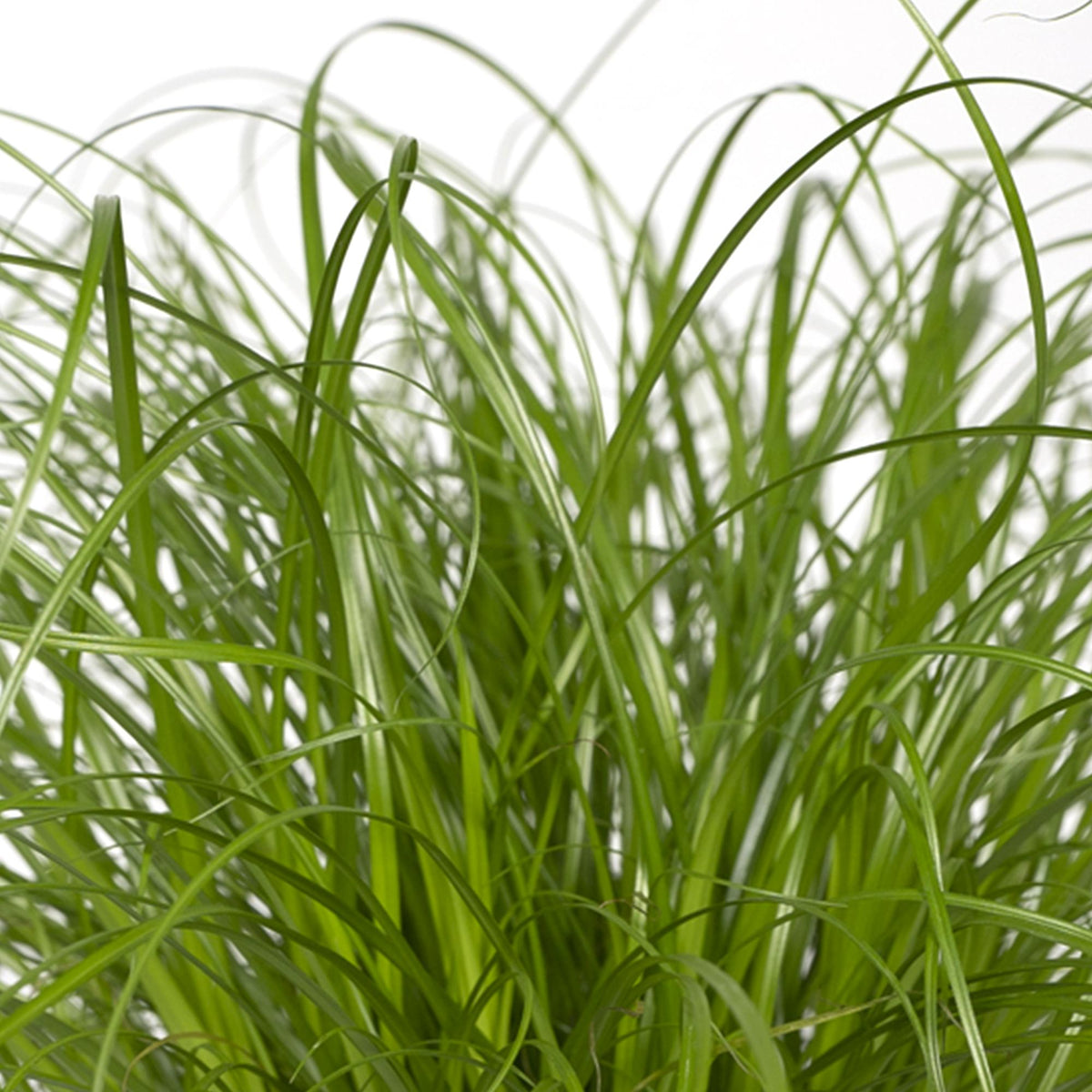 Cyperus alternifolius (cyperusgræs) – Ø12 cm, 20 cm høj