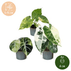 3× Baby Alocasia Tricolour Variegata (elefantøre) incl. Linnea Misty Blue – Ø6 cm, 5–15 cm høj
