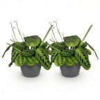 2× Maranta Fascinator Lemon Lime (Gebetsstaude) im grauen Potter-Dekotopf – Ø 12 cm, 25 cm hoch