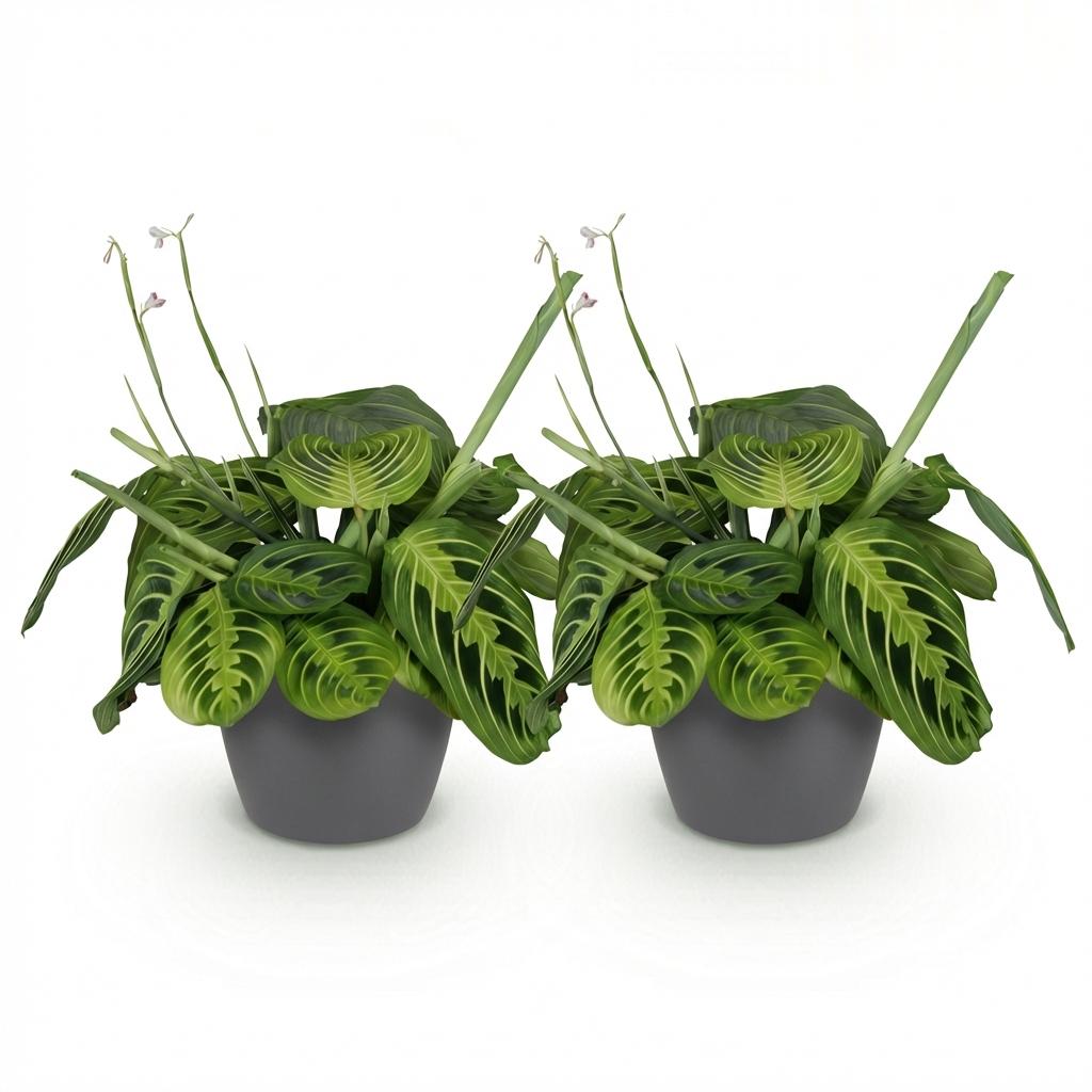 2× Maranta Fascinator Lemon Lime (Gebetsstaude) im grauen Potter-Dekotopf – Ø 12 cm, 25 cm hoch