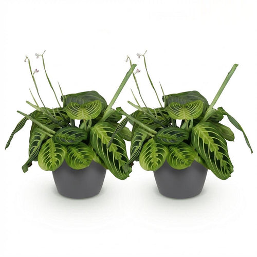 2× Maranta Fascinator Lemon Lime (gebedsplant) in Potter-sierpot grijs – Ø12 cm, 25 cm hoog