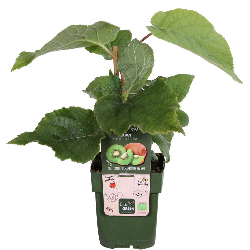 Actinidia deliciosa 'Jenny' (kiwi) – Ø13 cm, 45 cm high – photo 3