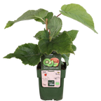 Actinidia deliciosa 'Jenny' (kiwi) – Ø13 cm, 45 cm high