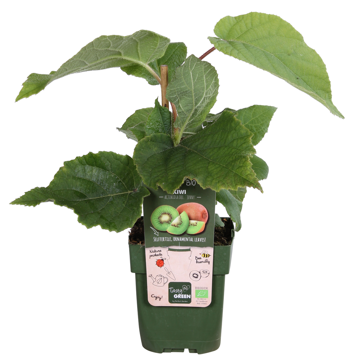 Actinidia deliciosa 'Jenny' (kiwi) – Ø13 cm, 45 cm hoog