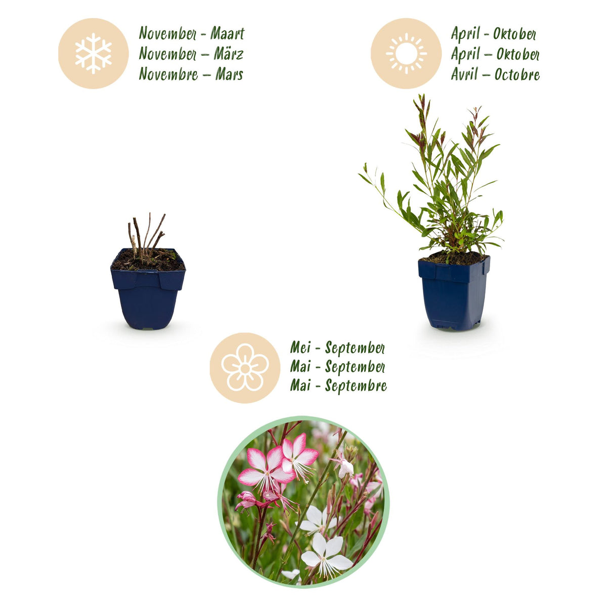 Gaura 'Duo' (fleur de lys) – rose-blanc – 12 plants, Ø11 cm, 15–25 cm de haut – photo 4