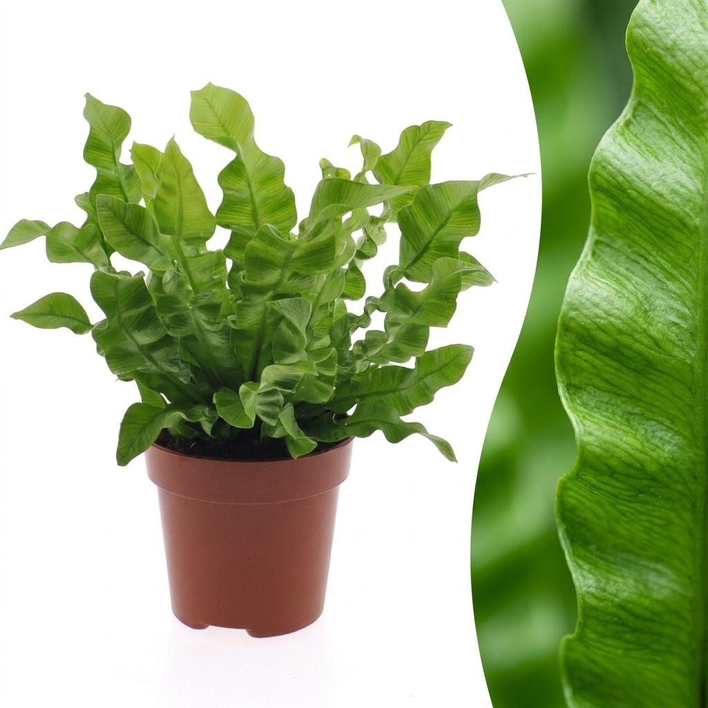 Asplenium Crispy Wave (fugleredesbreg) – Ø12 cm, 30 cm høj