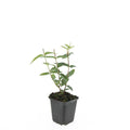 Hypericum inodorum 'Rheingold' (hjortemønje) – 48 planter, Ø9 cm, 10–25 cm høje