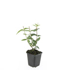 Hypericum inodorum 'Rheingold' (hjortemønje) – 48 planter, Ø9 cm, 10–25 cm høje