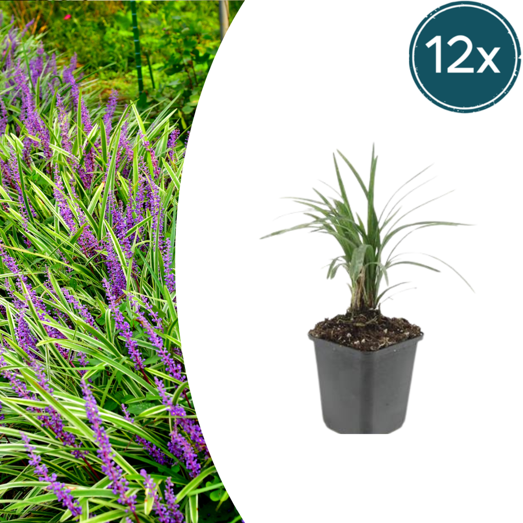 Liriope muscari 'Moneymaker' (lily grass) – 12 plants, Ø9 cm, 10–25 cm high