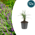 Liriope muscari 'Moneymaker' (lily grass) – 12 plants, Ø9 cm, 10–25 cm high