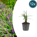 Liriope muscari 'Moneymaker' (lily grass) – 12 plants, Ø9 cm, 10–25 cm high