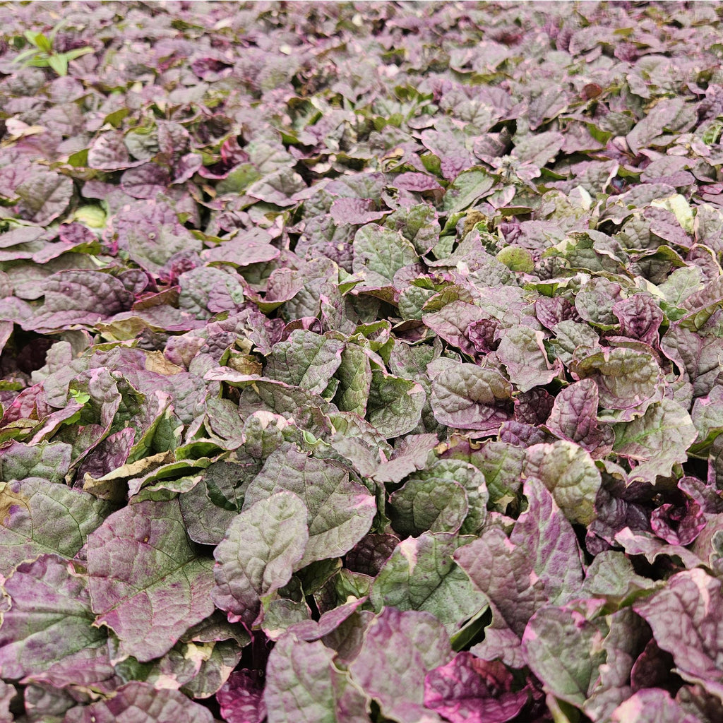 Ajuga reptans 'Burgundy Glow' (kruipend zenegroen) – 6 planten, Ø9 cm, 10–25 cm hoog – foto 6