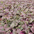 Ajuga reptans 'Burgundy Glow' (kruipend zenegroen) – 6 planten, Ø9 cm, 10–25 cm hoog