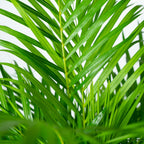 Arekapalmsväxt (Dypsis) – Ø21 cm, 100 cm hög