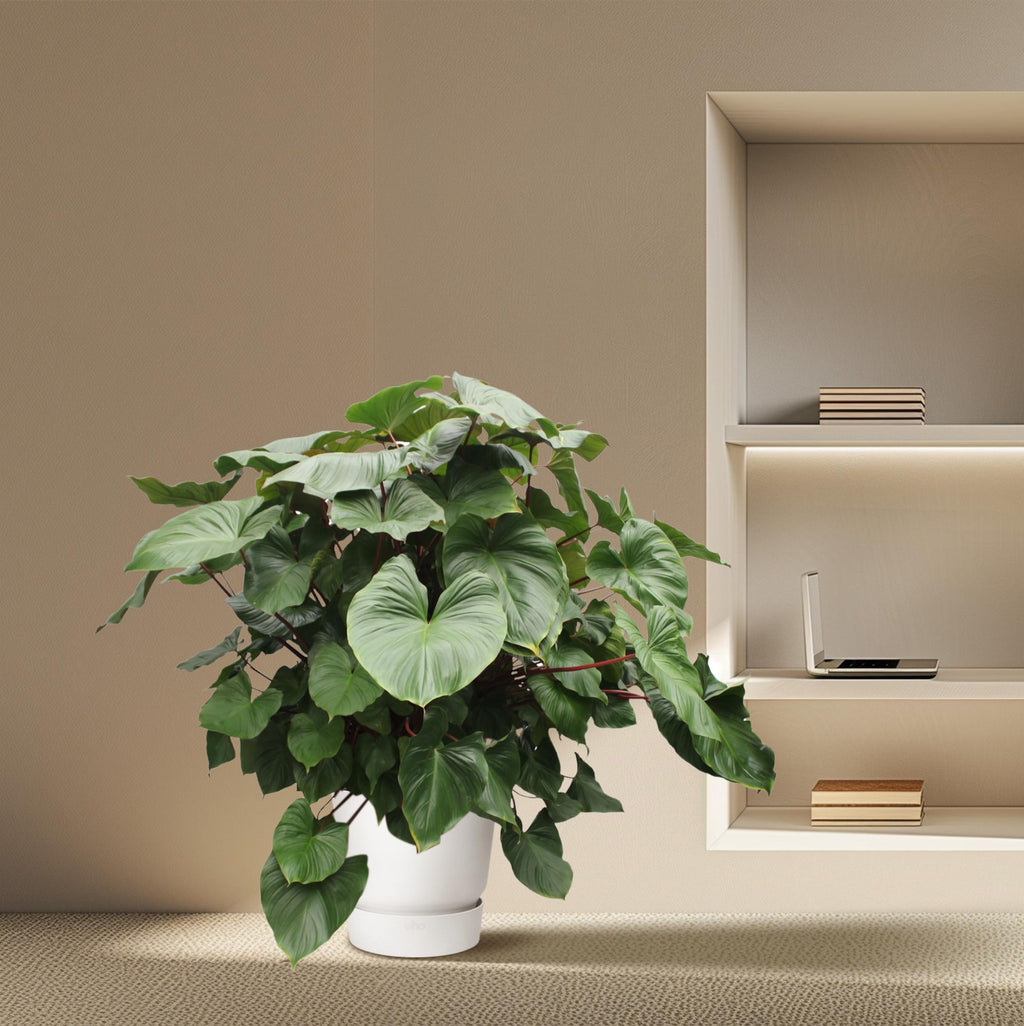Homalomena Rubescens Maggy – Ø60 cm, 170 cm hoch