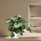 Homalomena Rubescens Maggy – Ø60 cm, 170 cm hoch