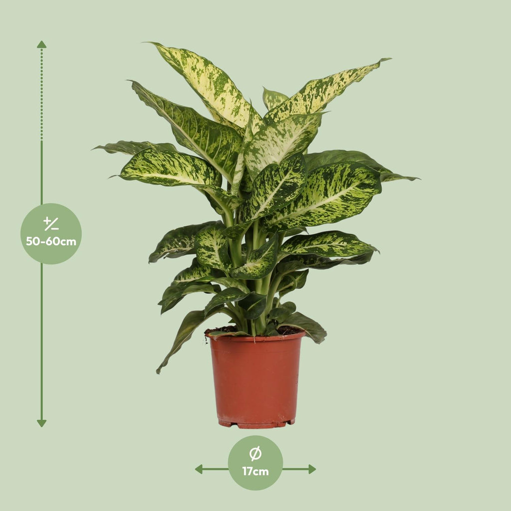 Dieffenbachia Mars – Ø17 cm, 50 cm hoog