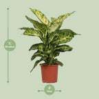 Dieffenbachia Mars – Ø17 cm, 50 cm hoog