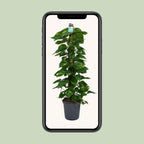 Epipremnum (scindapsus) – Ø24 cm, 120 cm høj