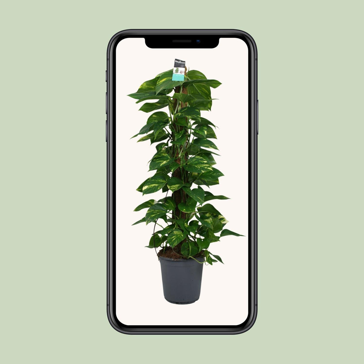 Epipremnum (scindapsus) – Ø24 cm, 120 cm hoog