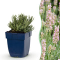 Lavandula angustifolia 'Rosea' (lavande) – rose – 24 plants, Ø11 cm, 15–25 cm de haut