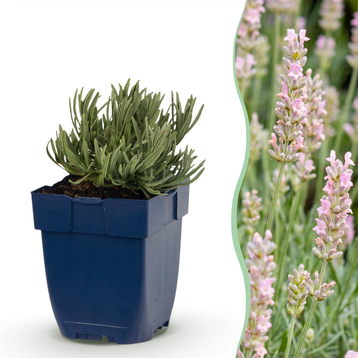 Lavandula angustifolia 'Rosea' (lavendel) – roze – 24 planten, Ø11 cm, 15–25 cm hoog