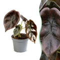 Alocasia Cuprea Red (oreille d'éléphant) – Ø6 cm, 12 cm de haut
