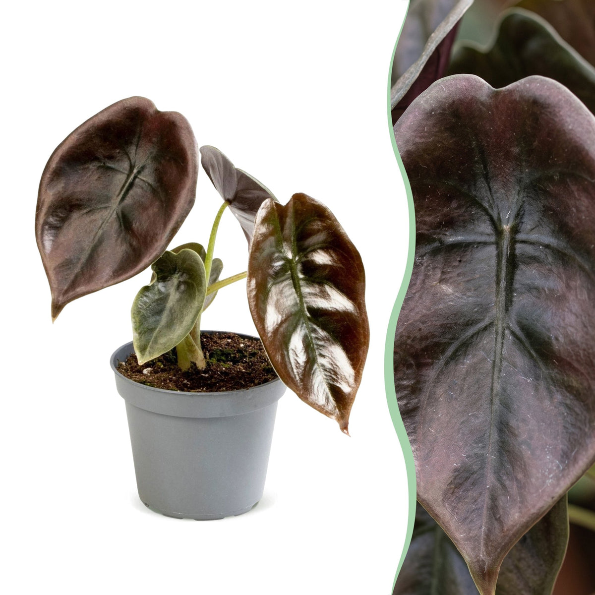 Alocasia Cuprea Red (oreille d'éléphant) – Ø6 cm, 12 cm de haut