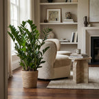 Zamioculcas zamiifolia (Glücksfeder) im Seegras-Korb – Ø 21 cm, 80 cm hoch