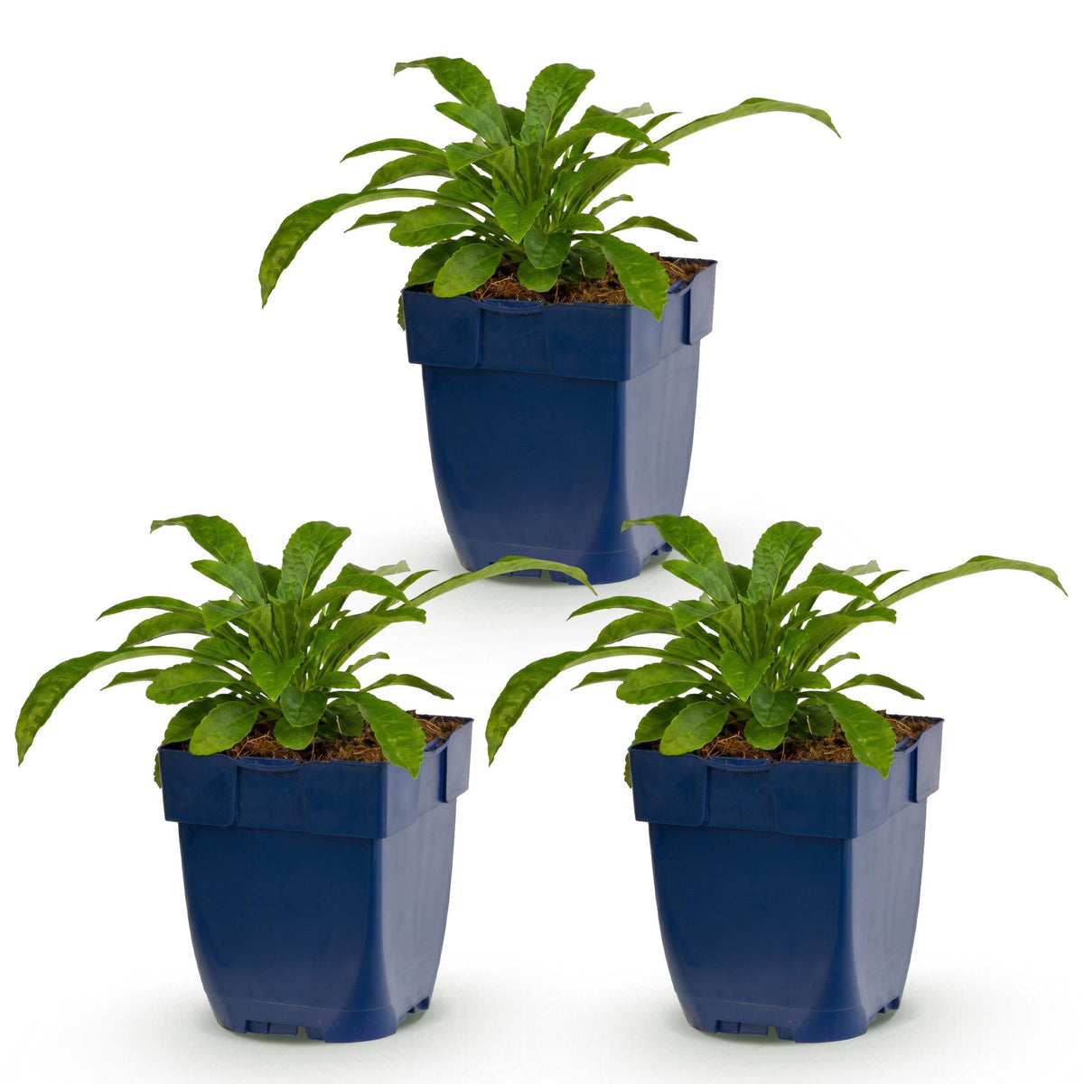 Campanula pers. 'Alba' (perzikbladklokje) – wit – 3 planten, Ø11 cm, 15–25 cm hoog