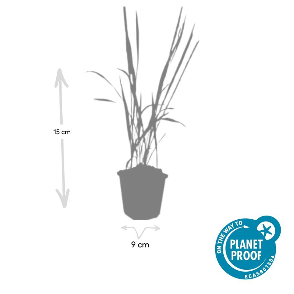 Imperata cylindrica 'Red Baron' (Japanisches Blutgras) – 48 Pflanzen, Ø9 cm, 10–25 cm hoch – Bild 3