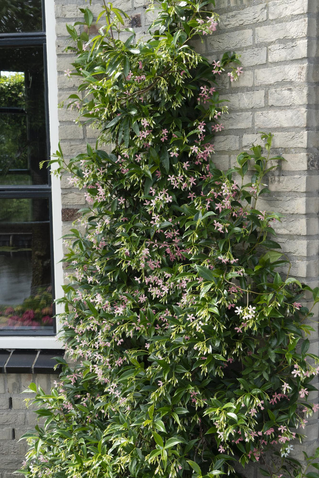 Trachelospermum 'Mix' (Tuscan jasmine) – 3 plants, Ø15 cm, 65 cm high – photo 2