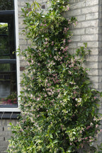 Trachelospermum 'Mix' (Tuscan jasmine) – 3 plants, Ø15 cm, 65 cm high