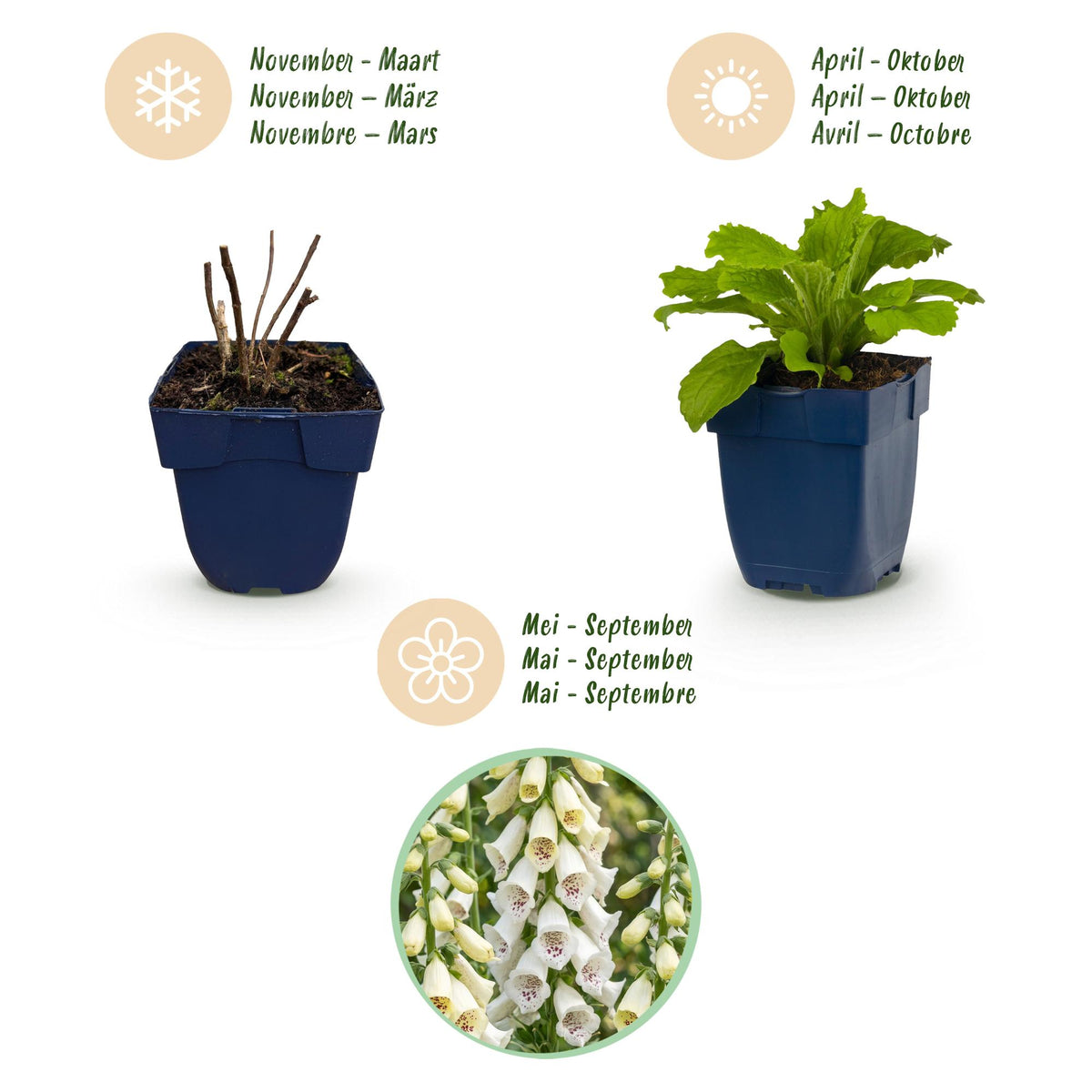 Digitalis purp. 'Dalmatian White' (Fingerhut) – weiß – Ø11 cm, 15–25 cm hoch – Bild 4