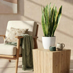 Sansevieria Laurentii (vrouwentong) in Potter-sierpot wit – Ø21 cm, 70–80 cm hoog