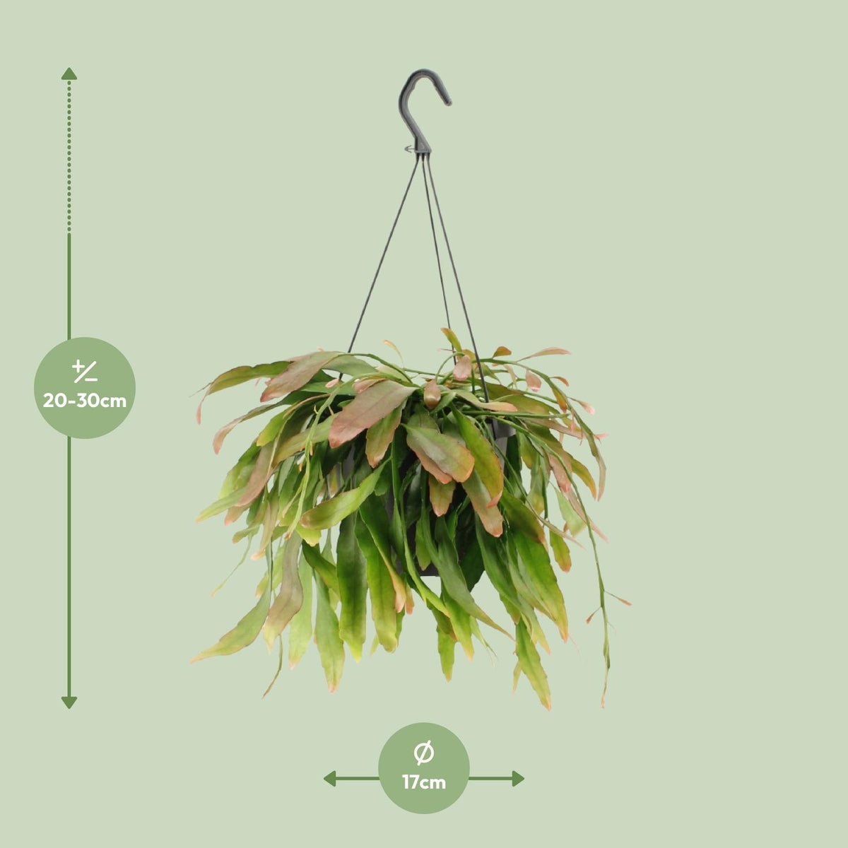 Rhipsalis Red Coral (koraalcactus) – Ø17 cm, 25 cm hoog – foto 2
