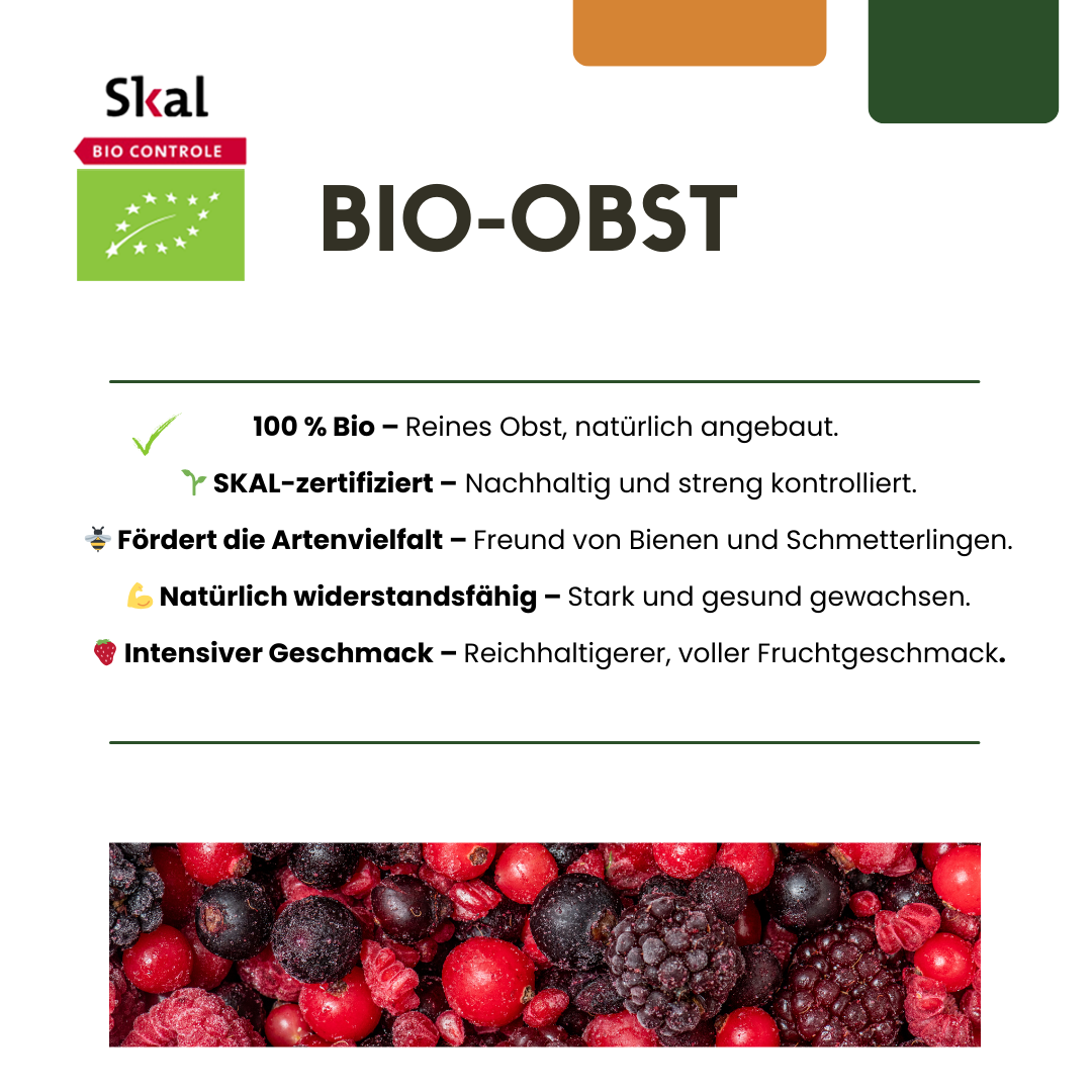 Figuier (Ficus carica) biologique – 3 plantes, Ø13 cm, 20 cm de haut – photo 6