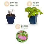Geranium macrorrhizum (géranium vivace) – rose – 6 plantes, Ø11 cm, 15–25 cm de haut