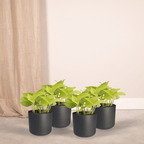 4× Scindapsus (Epipremnum) – Ø12 cm, 15 cm høj