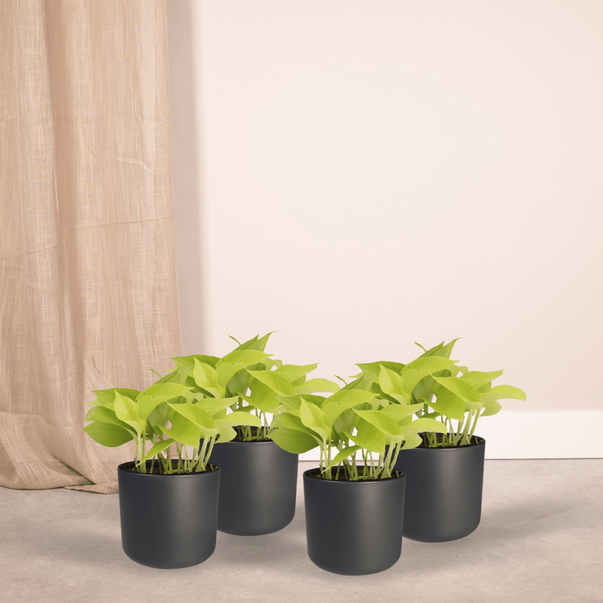 4× Scindapsus (Epipremnum) – Ø12 cm, 15 cm høj