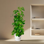 Monstera deliciosa XXL (Swiss cheese plant) – Ø27 cm, 180 cm high